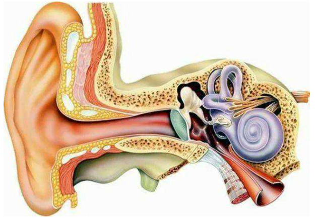 神经性耳聋植入人工耳蜗_澳洲耳蜗品牌科利耳